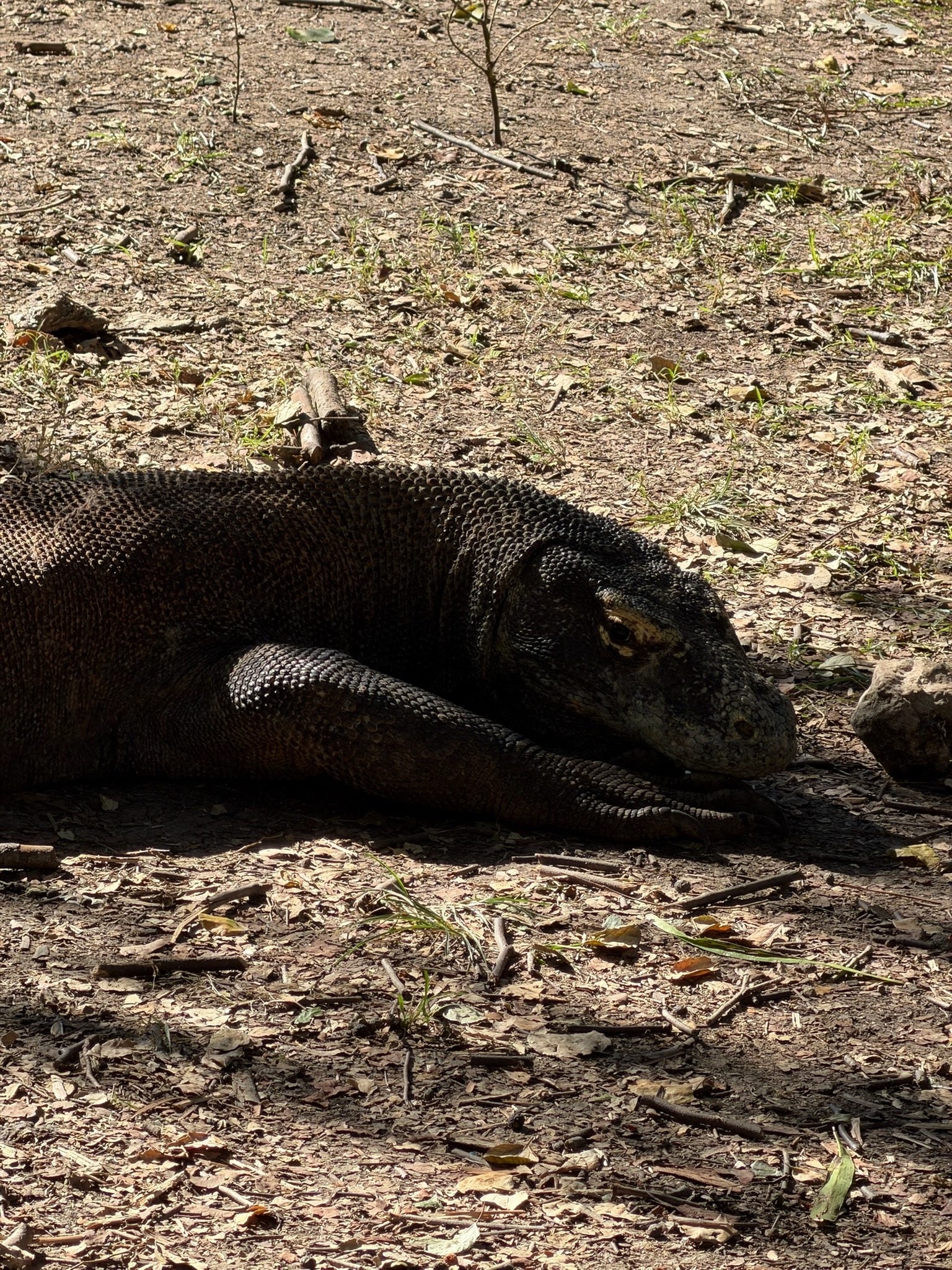 Ein Komodowaran liegt im Schatten auf trockenem Boden